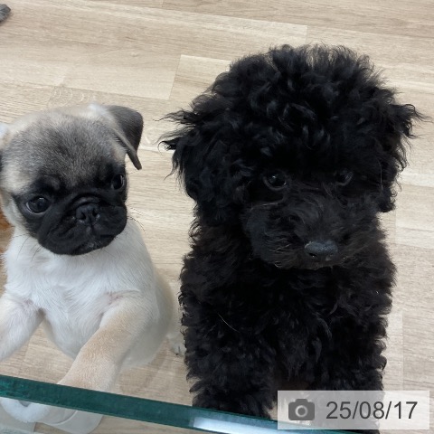 パグの写真