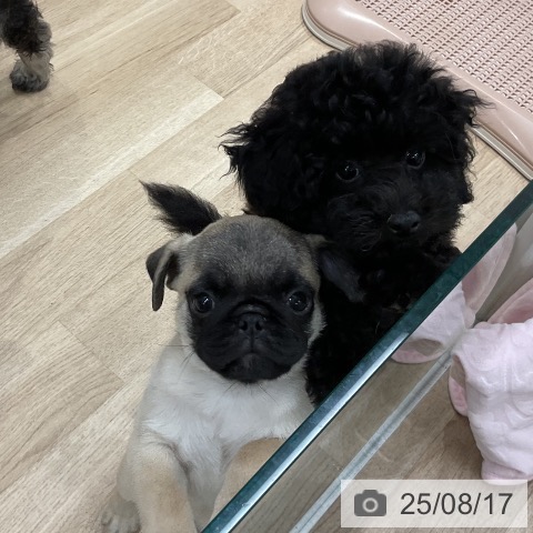 パグの写真