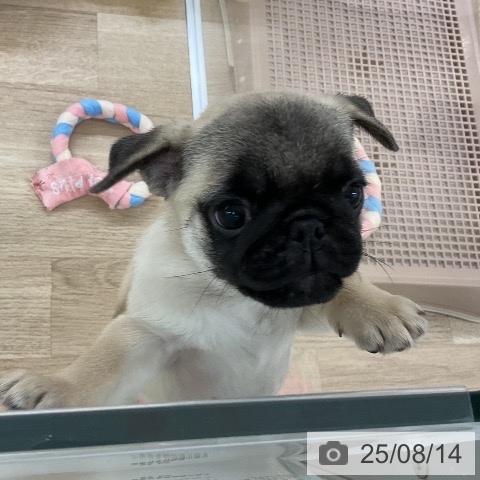 パグの写真
