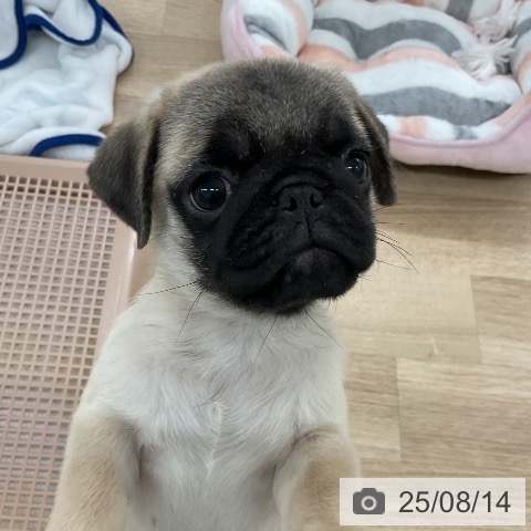 パグの写真