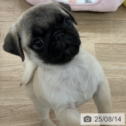 パグの写真
