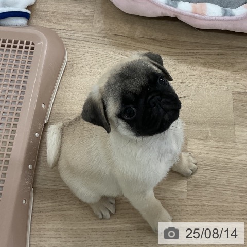 パグの写真