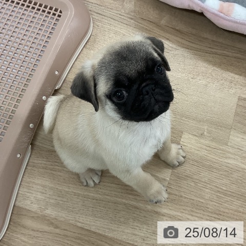 パグの写真