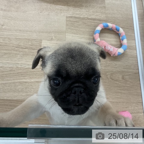 パグの写真