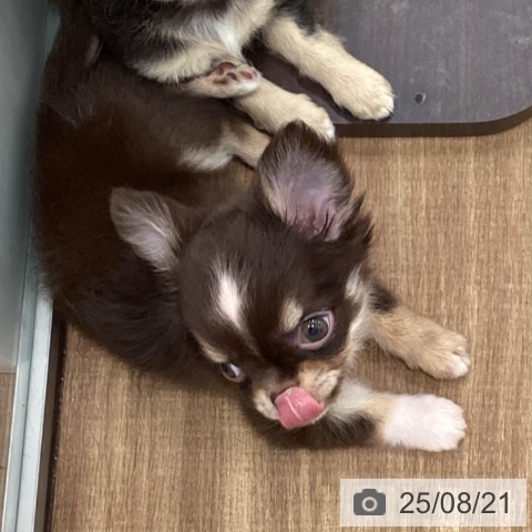 チワワの写真