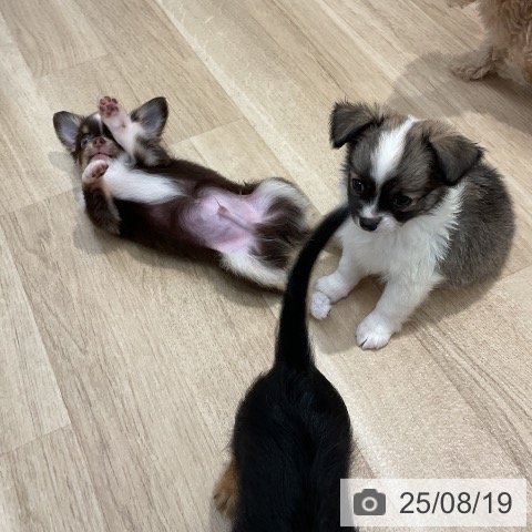 チワワの写真