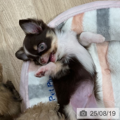 チワワの写真
