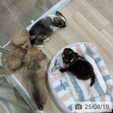 チワワの写真