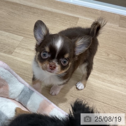 チワワの写真