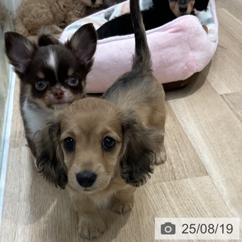 チワワの写真
