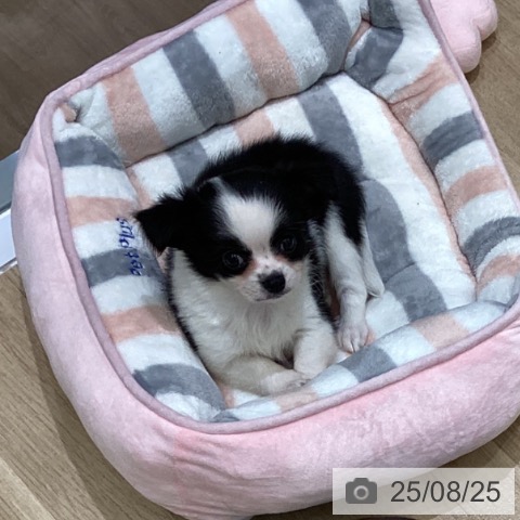 チワワの写真