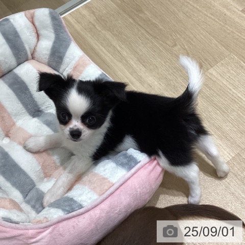 チワワの写真