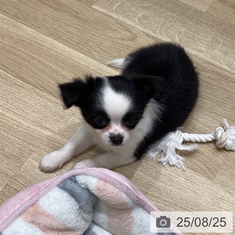 チワワの写真