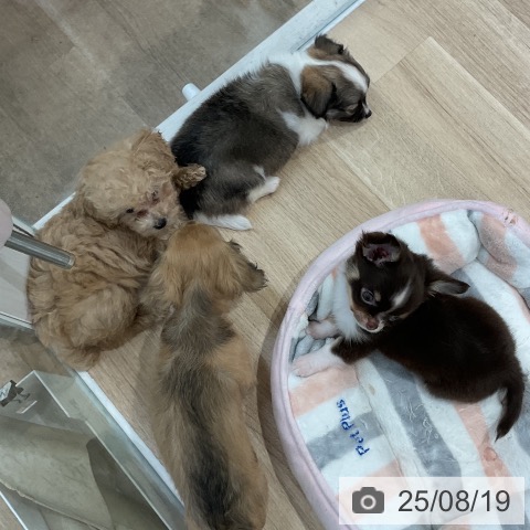 チワワの写真
