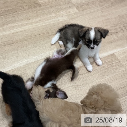 チワワの写真
