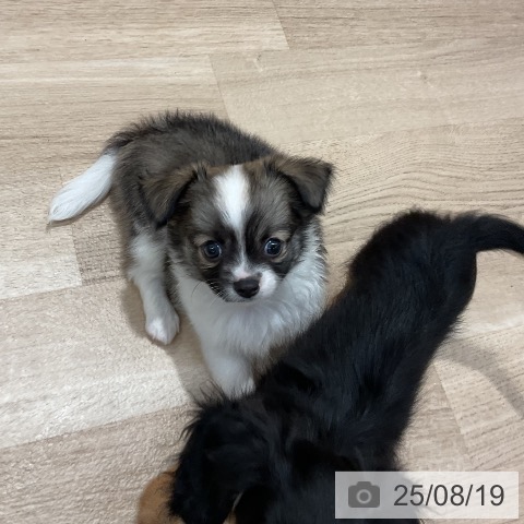 チワワの写真