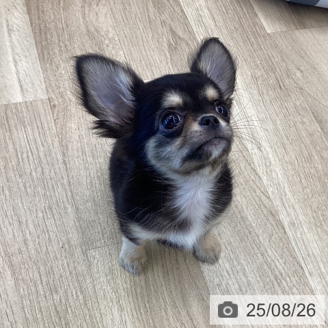 チワワの写真