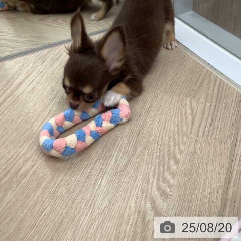 チワワの写真