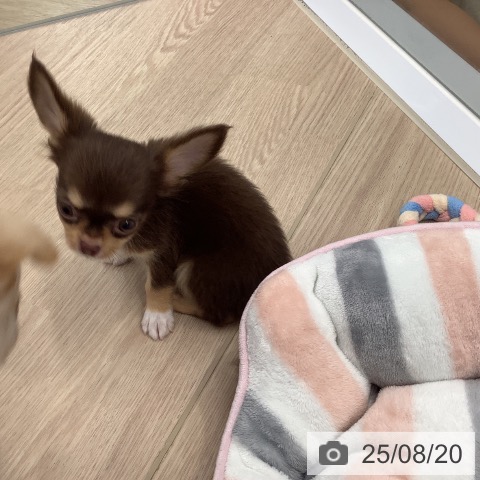 チワワの写真