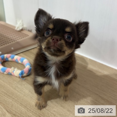 チワワの写真