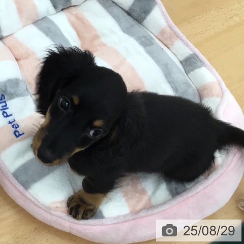 ミニチュア・ダックスフンドの写真