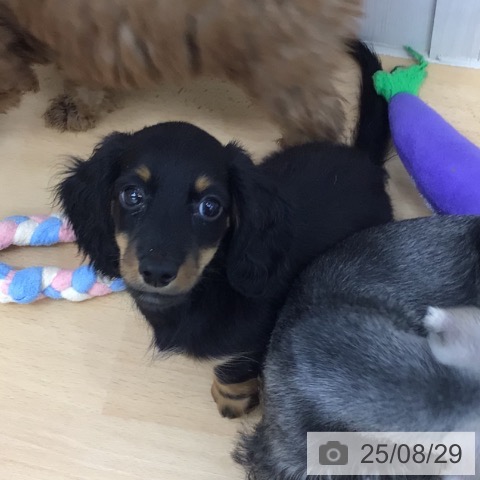 ミニチュア・ダックスフンドの写真