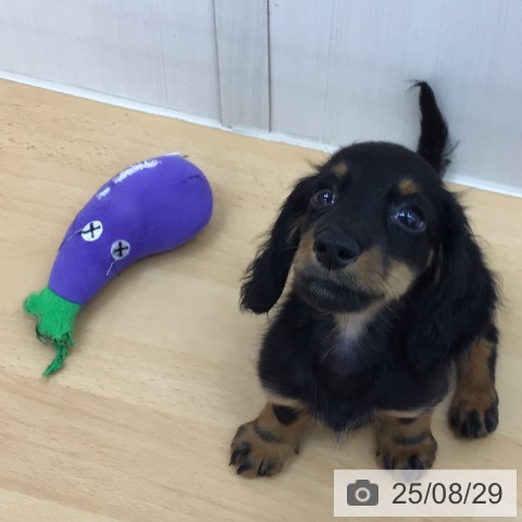 ミニチュア・ダックスフンドの写真