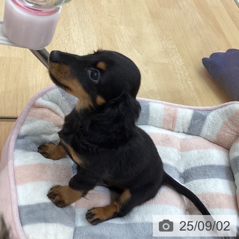 ミニチュア・ダックスフンドの写真