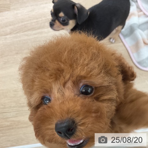 チワワの写真