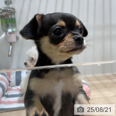 チワワの写真