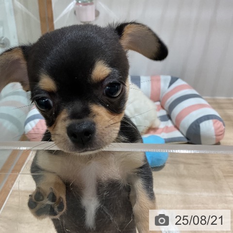 チワワの写真