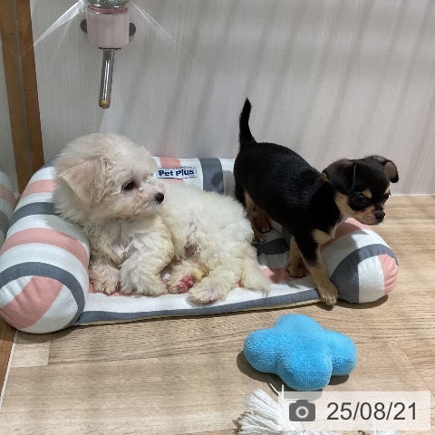 チワワの写真
