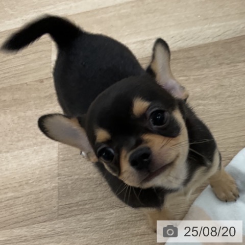 チワワの写真