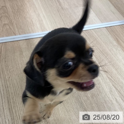 チワワの写真