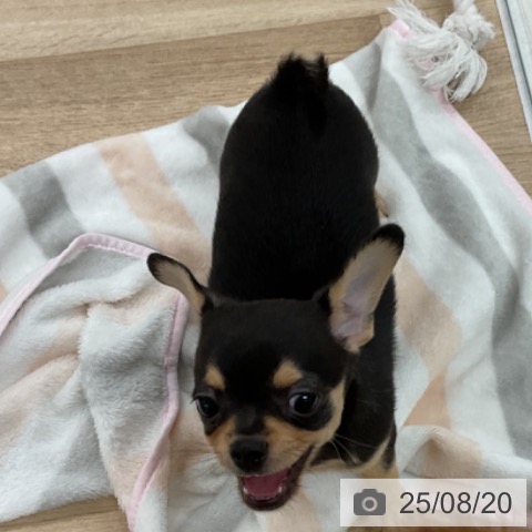チワワの写真