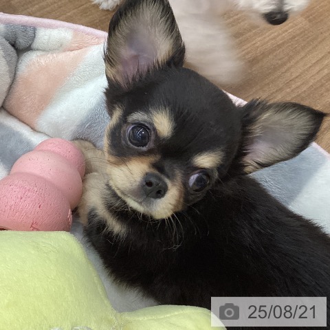 チワワの写真