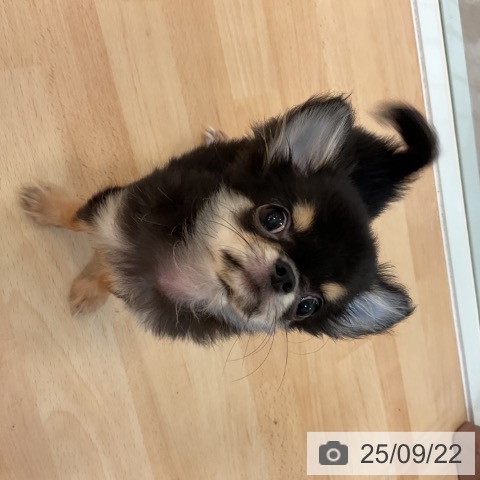 チワワの写真