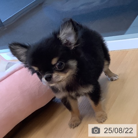 チワワの写真