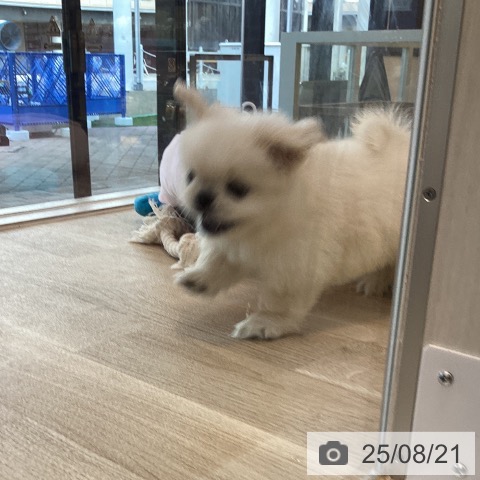 ペキニーズの写真