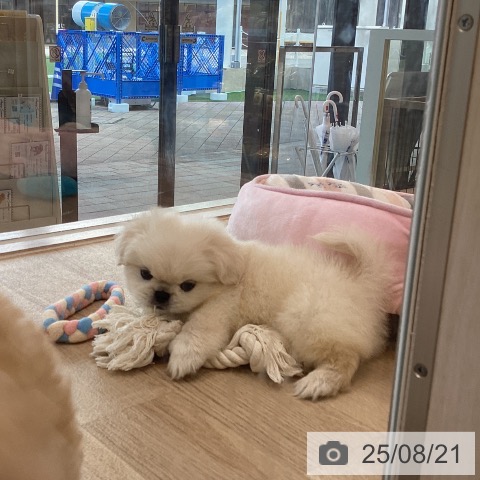 ペキニーズの写真