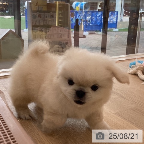 ペキニーズの写真