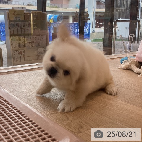 ペキニーズの写真