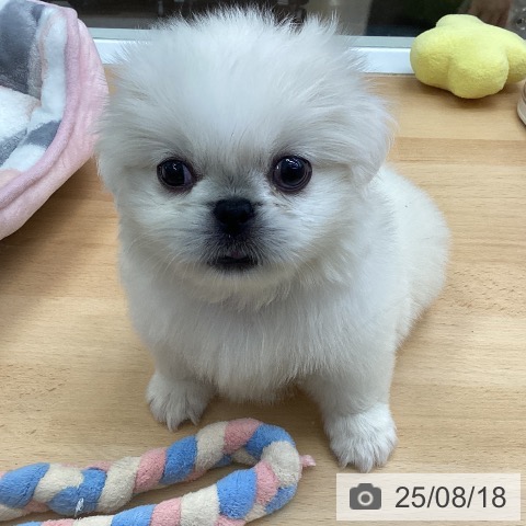 ペキニーズの写真