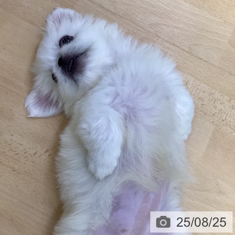 ペキニーズの写真