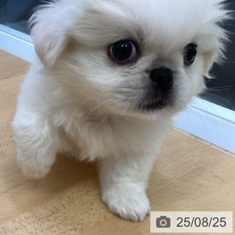 ペキニーズの写真