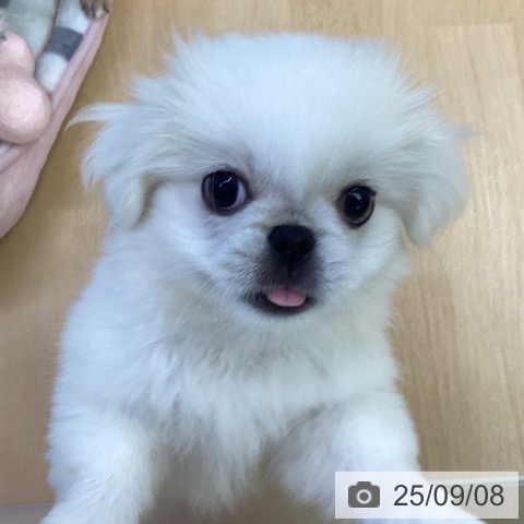 ペキニーズの写真