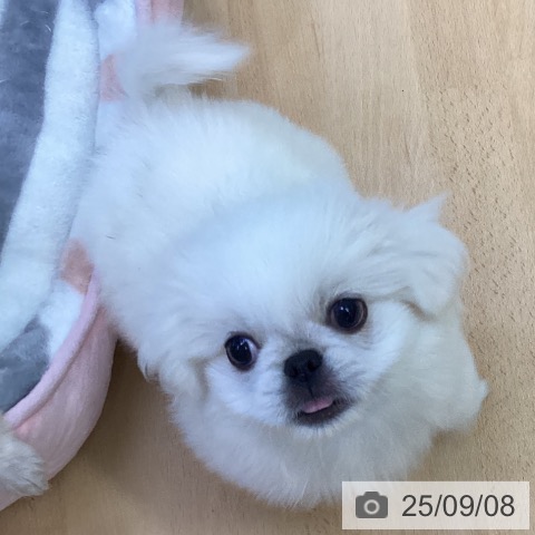 ペキニーズの写真