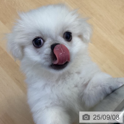 ペキニーズの写真