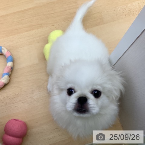 ペキニーズの写真