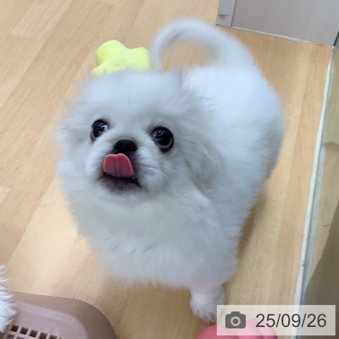 ペキニーズの写真